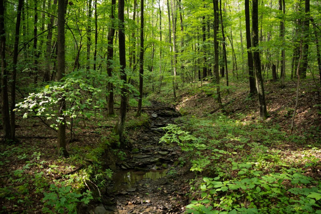 Sunlit trail winding through a green hardwood forest in the Finger Lakes National Forest